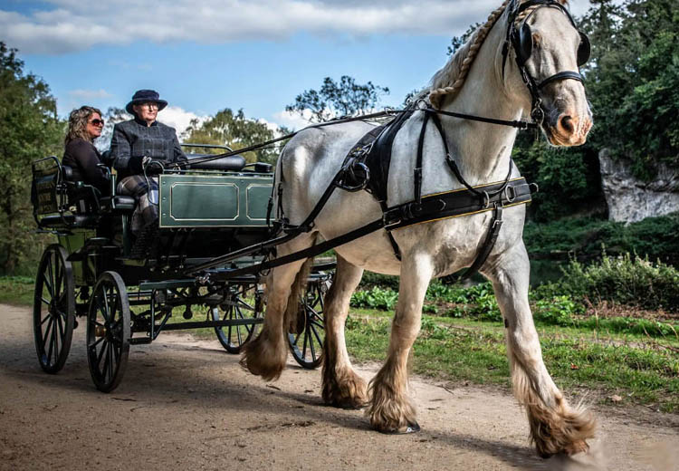 Horse & Carriage rides in Retford